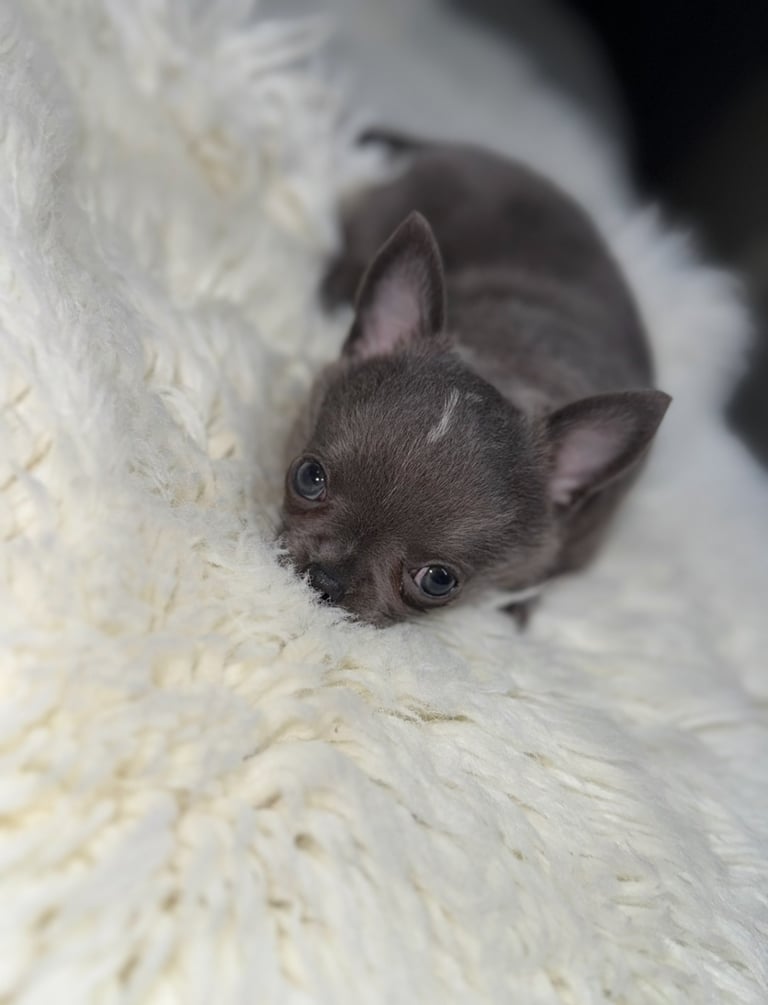 Blue chihuahua puppy ready now