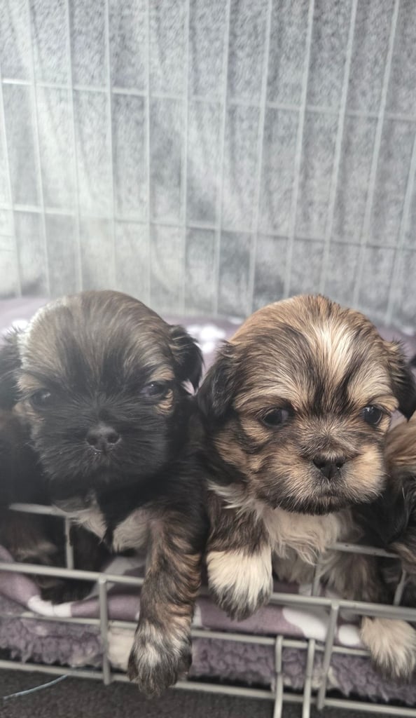 Shitz shu puppies