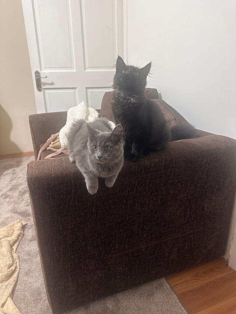image for Kitten 