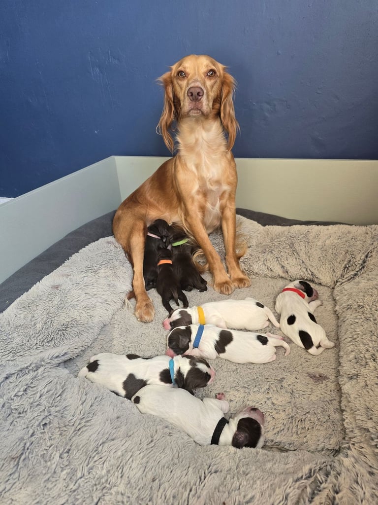 image for Gorgeous Cocker Spaniel puppies 