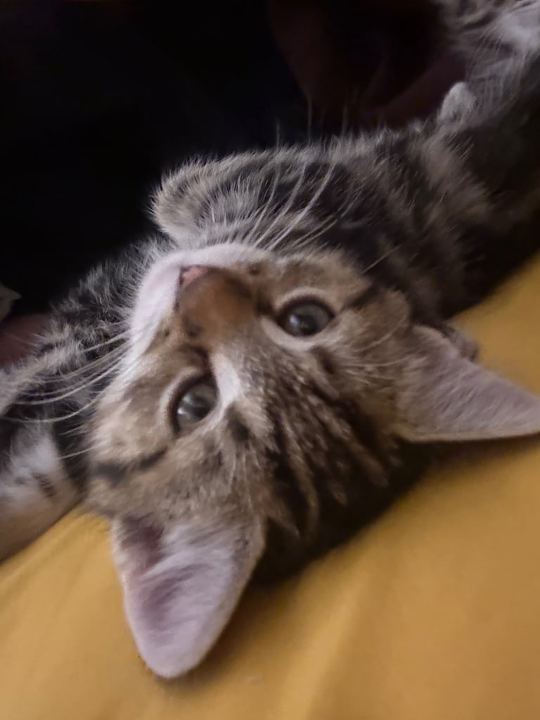 Beautiful 2-Month-Old Tabby Kittens Looking for Loving Homes