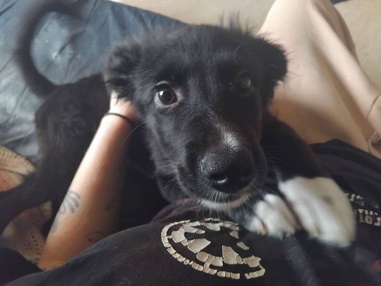 image for 18 week old pup