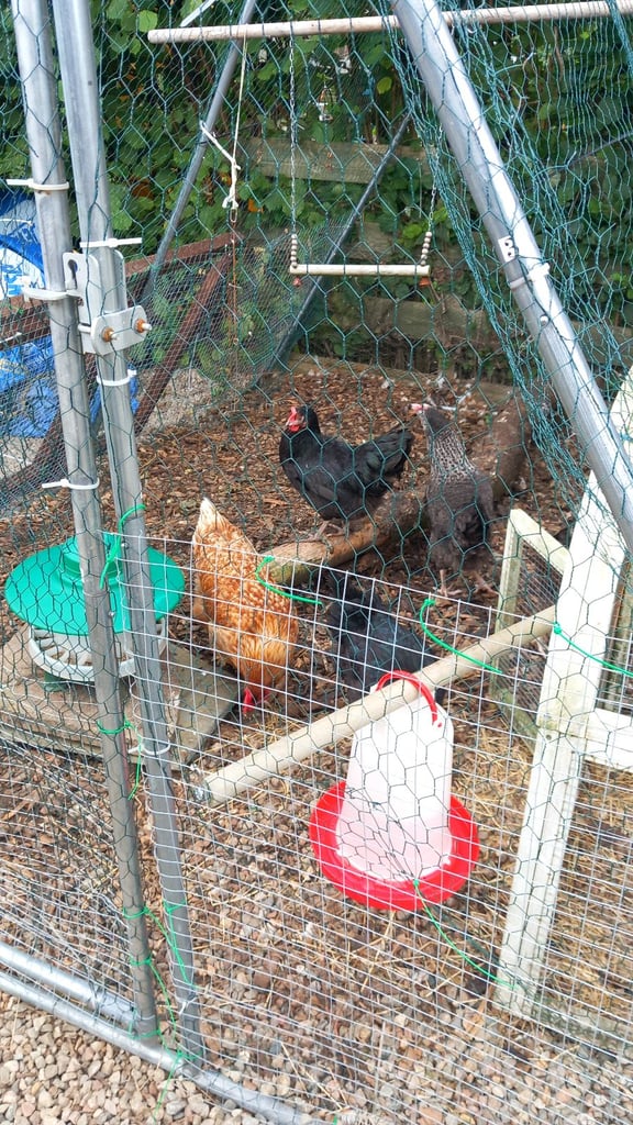 image for 6 laying hens, brand new boxed hen house and Walkin Apex run