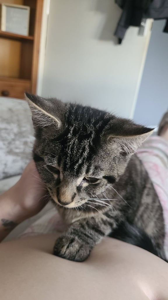 4 month old kitten tabby 