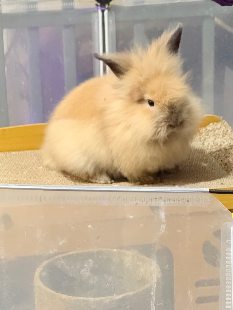 image for 2 Lionhead babies: Female Double Mane & Male No Mane £25 & £60