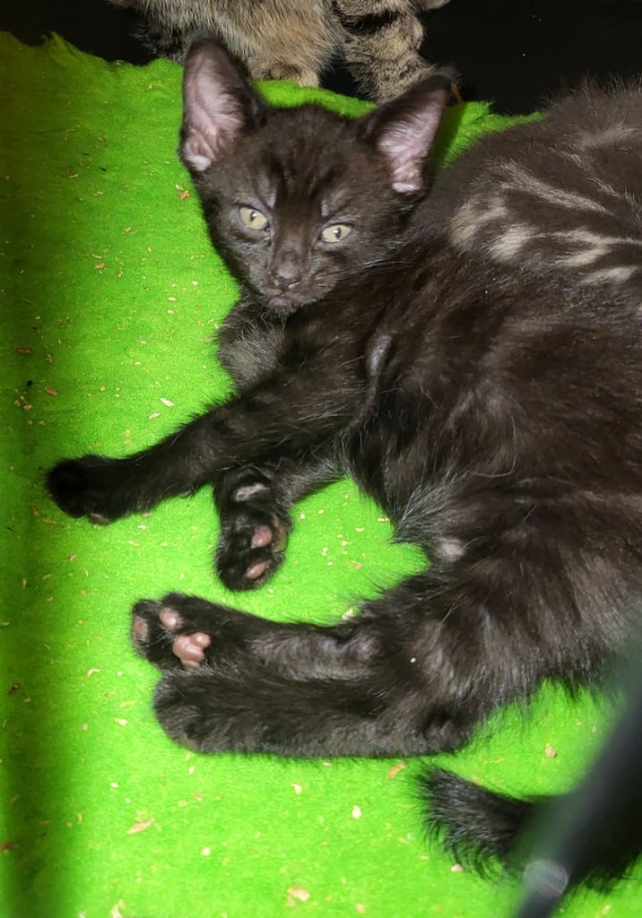 🐾 Adorable Kittens Ready for Their Forever Homes 🐾