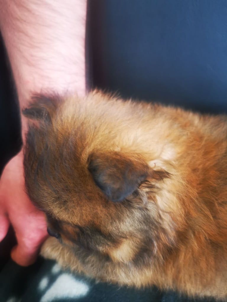 Puppy 