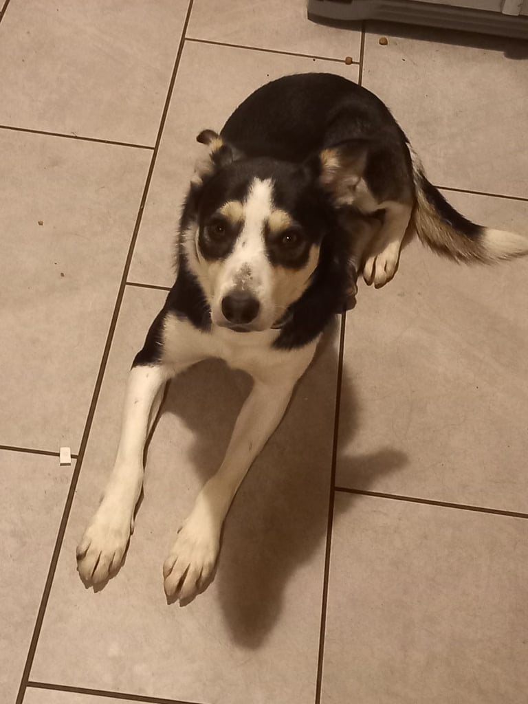 Male collie tri