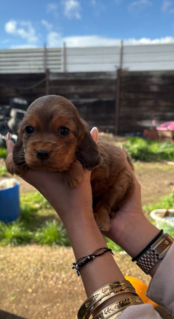 Show type cocker spaniel 