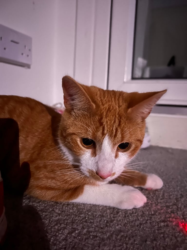 ginger cat 10 months old