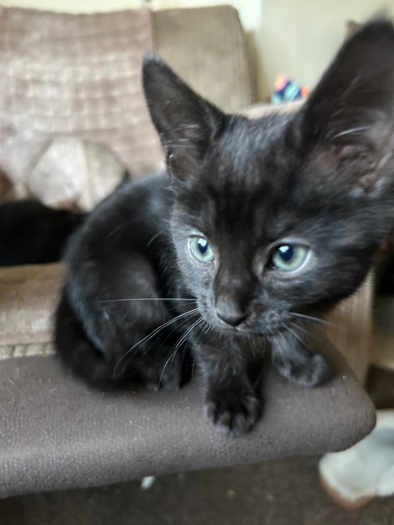 image for Kittens for sale