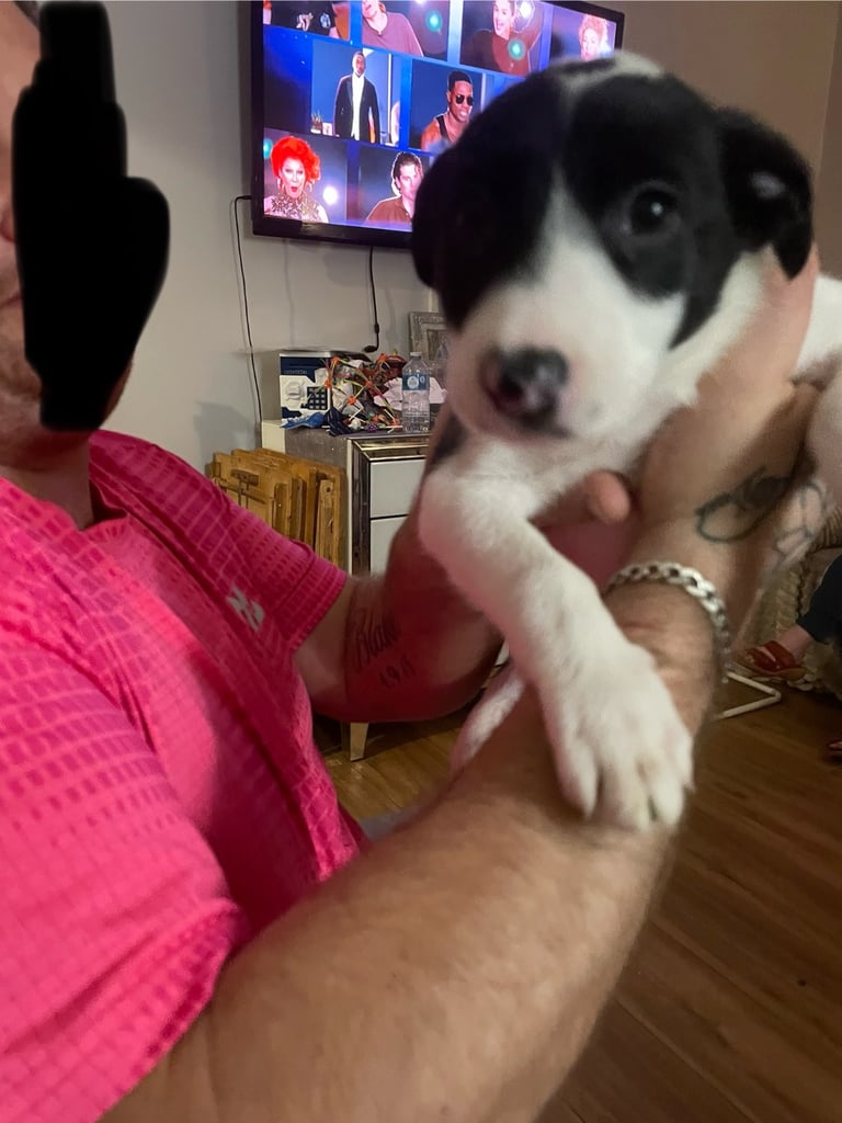 Border collie puppy’s 