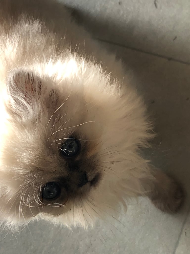 Stunning Persian kittens 