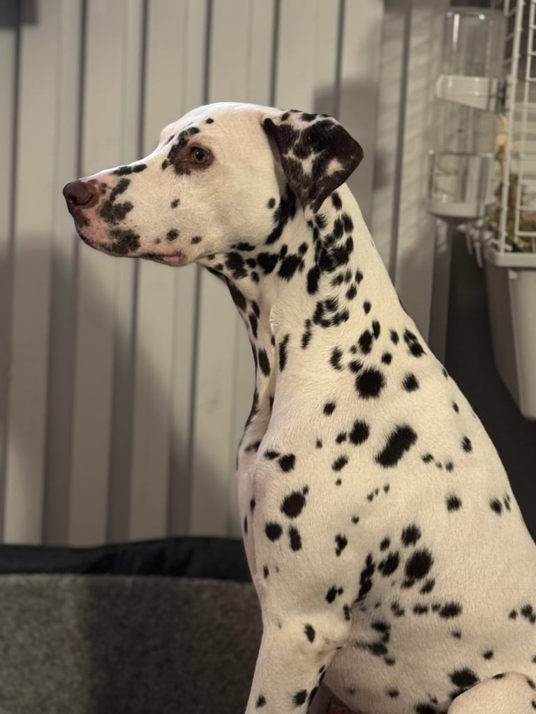 image for Liver Dalmatian for sale 
