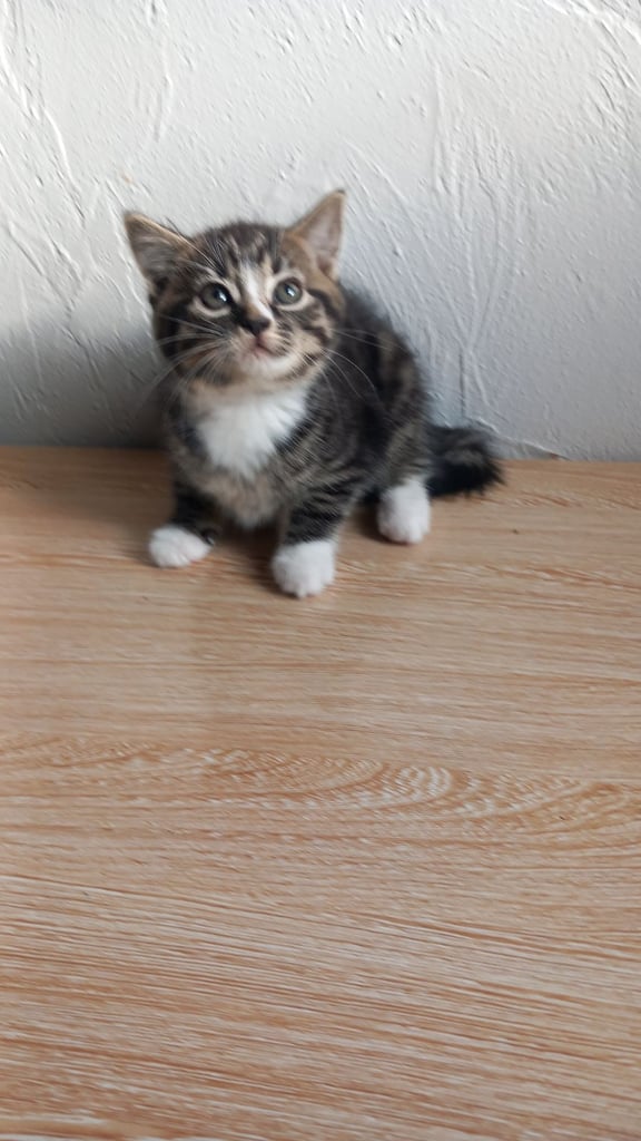 Kittens 