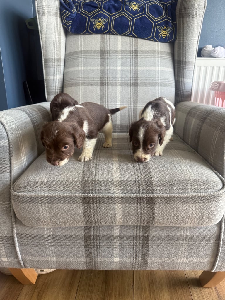 English springer spaniel puppies 