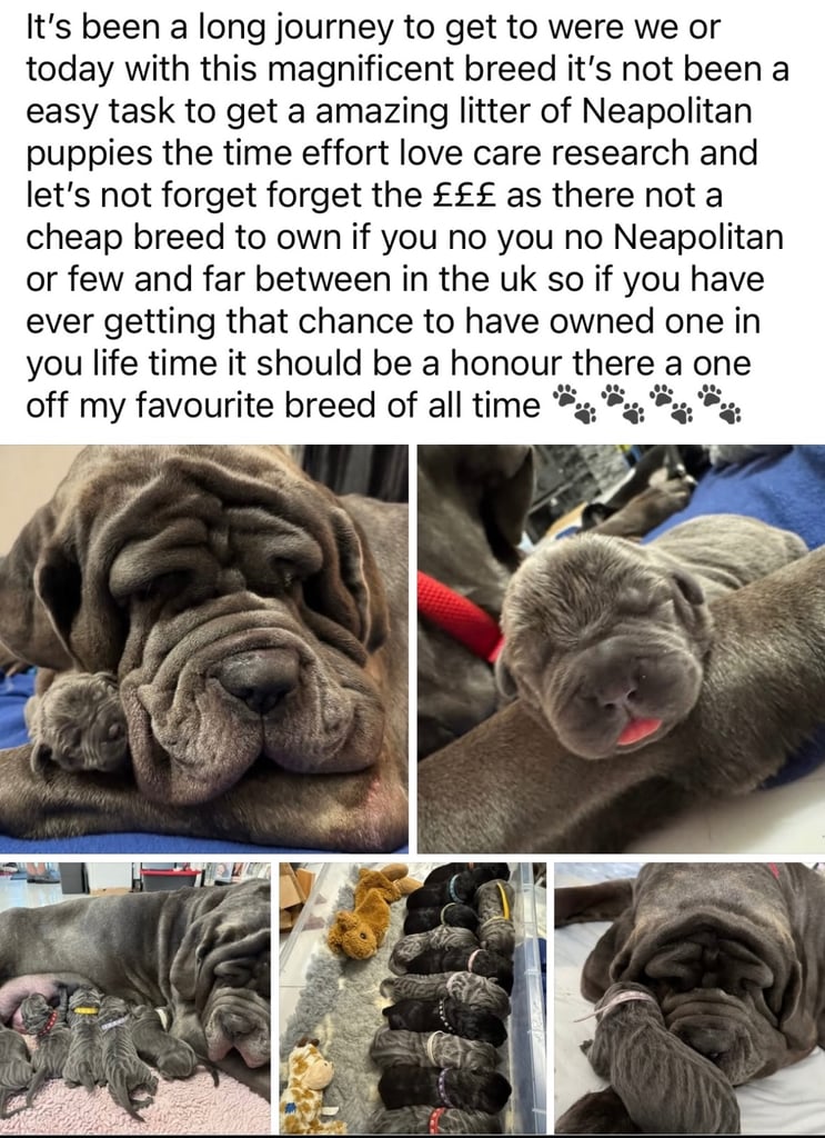 11 Neapolitan mastiff puppies for sale Newcastle 