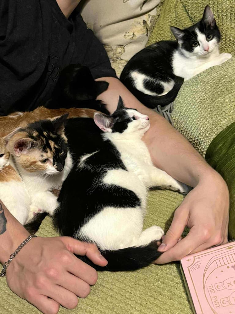 5 mixed beautiful and lovely kittens 