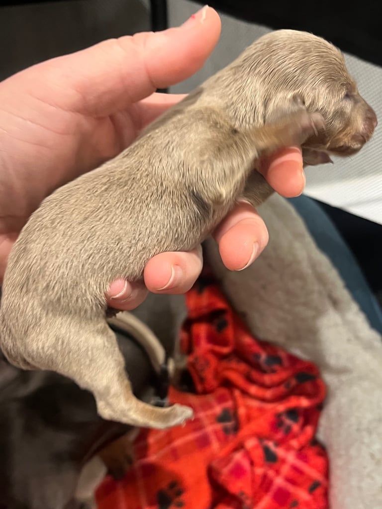 Dachshund miniature puppies 