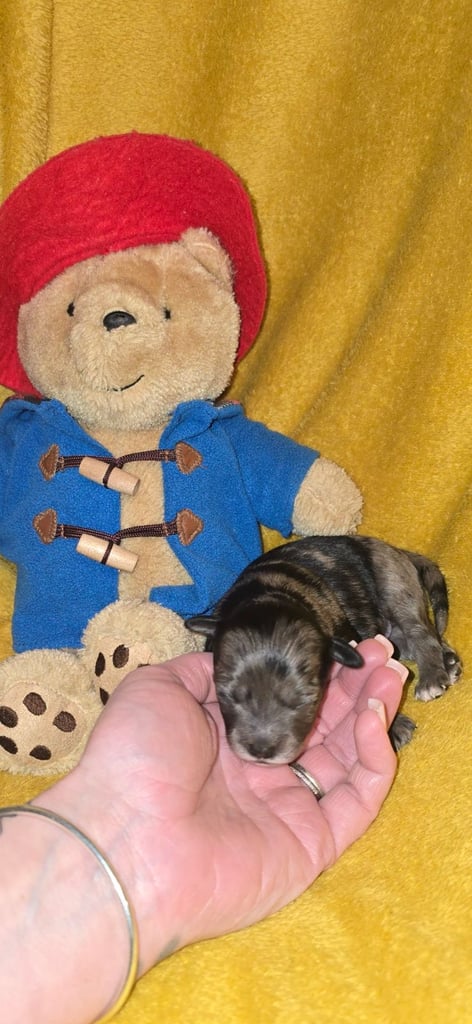 1 time miniature pomapoos 