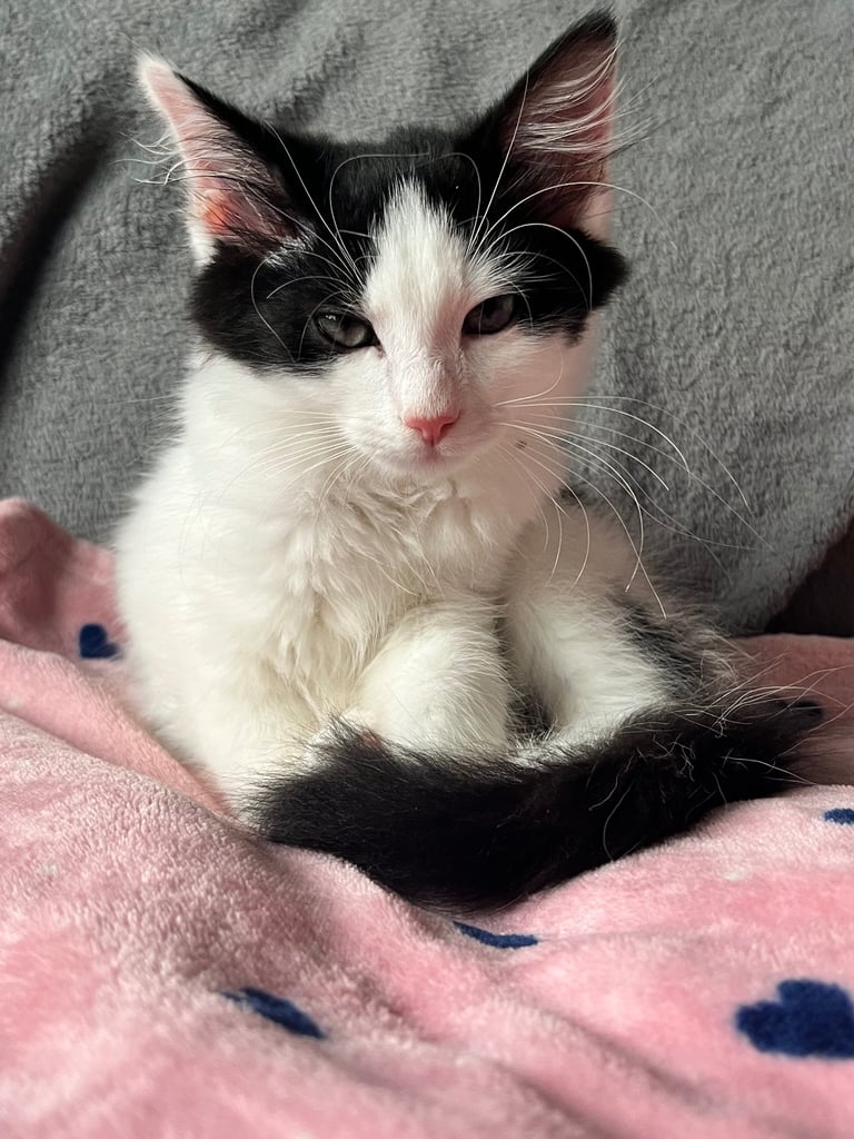 Maine coon cross kittens