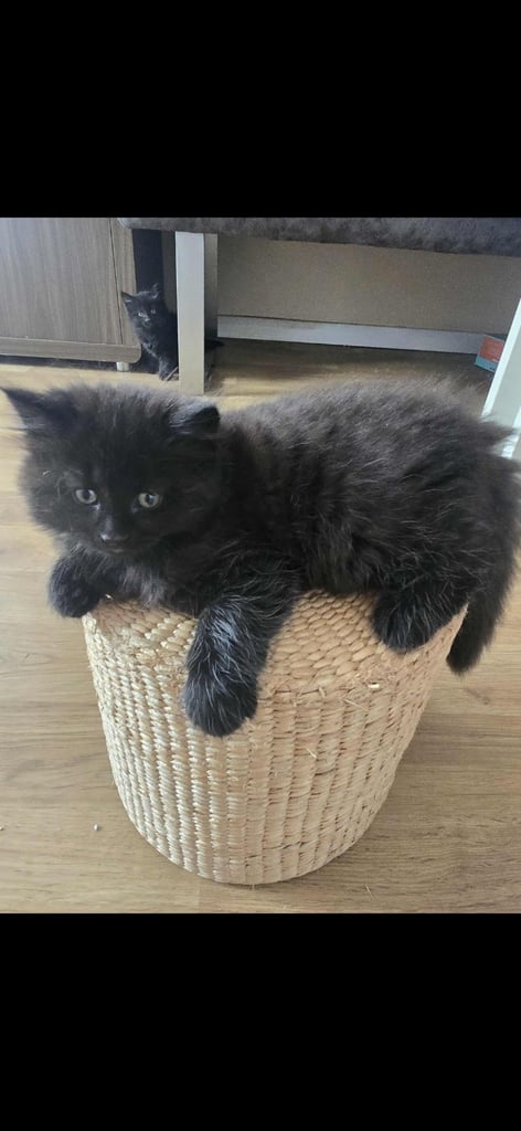 Kittens 