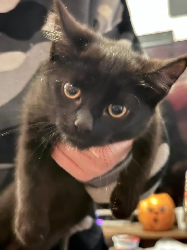Kittens 