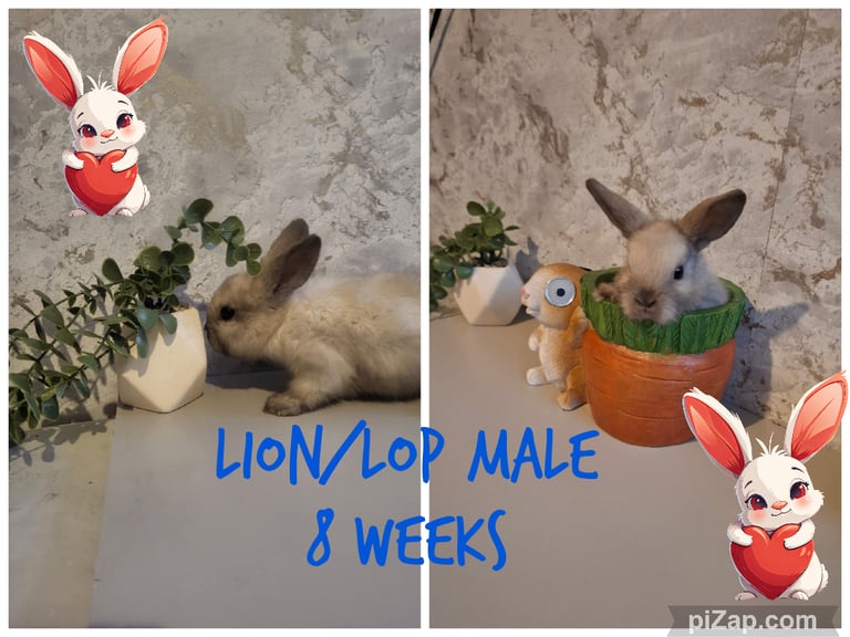 Rabbits for sale in bradford 