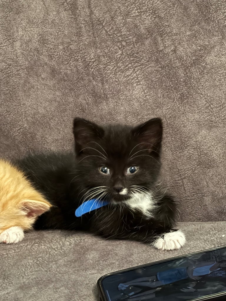 Adorable black and white tuxedo kittens 