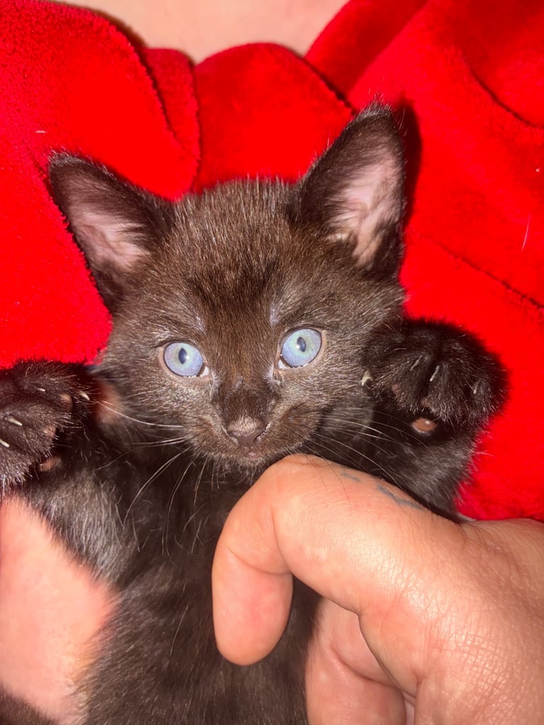 8 weeks old ready to go, four tortoiseshell females and one black fluffy boy