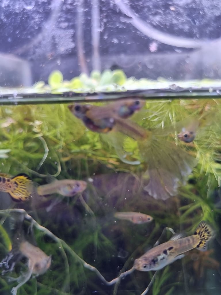 Rare Sunset Galaxy Guppies