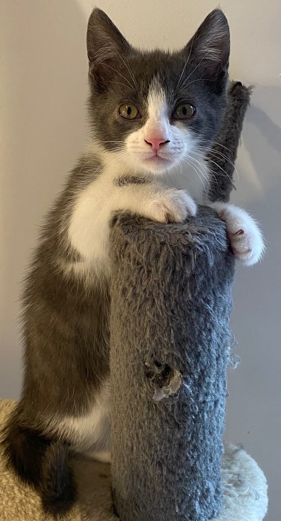 KITTENS 3 GIRLS READY NOW!!