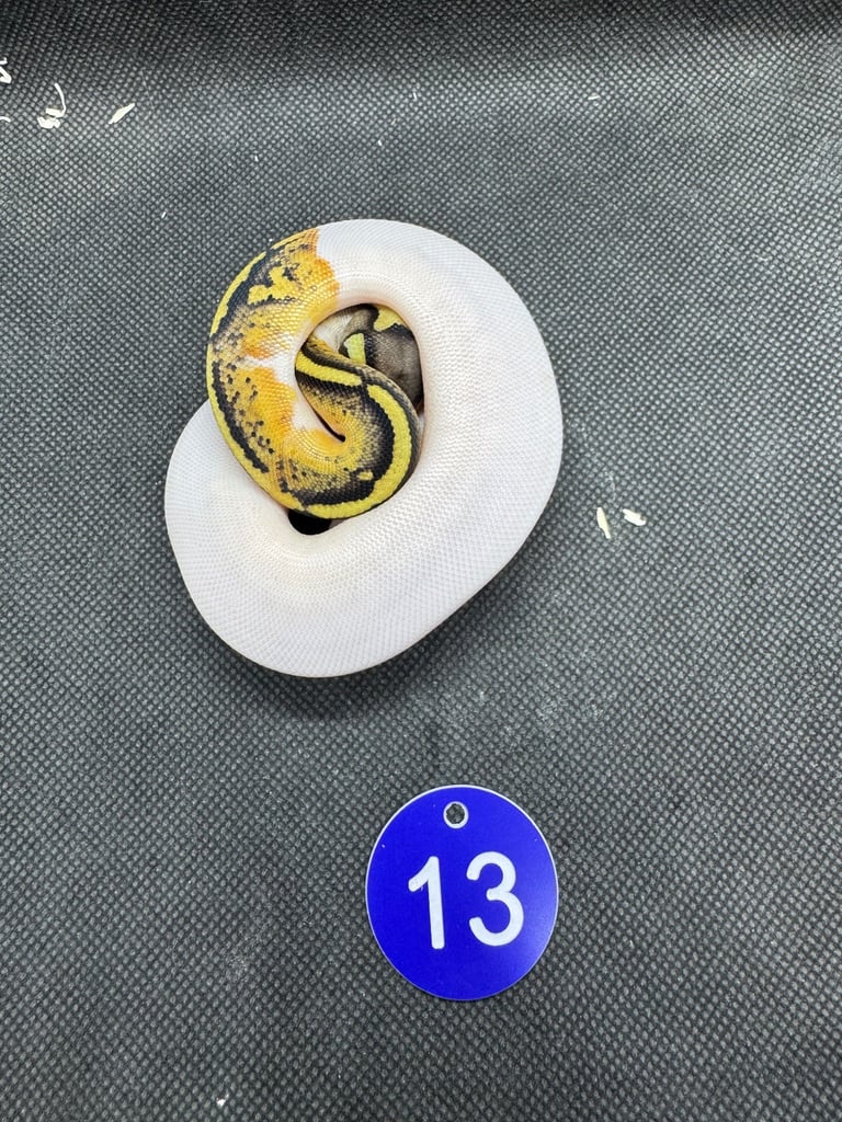 Royal python from £60