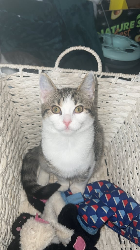 British shorthair mix