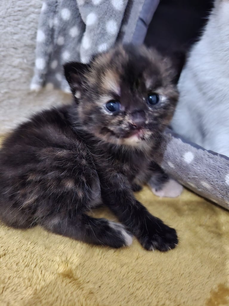 Tortoiseshell Cat