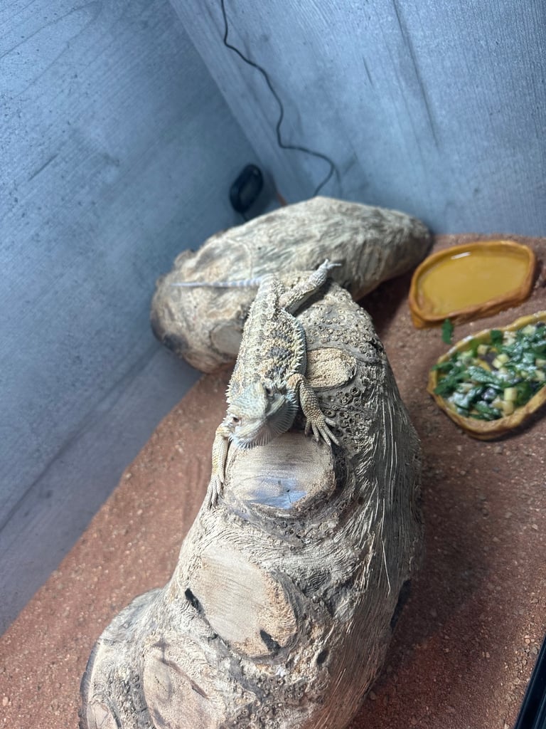 6 month male bearded dragon