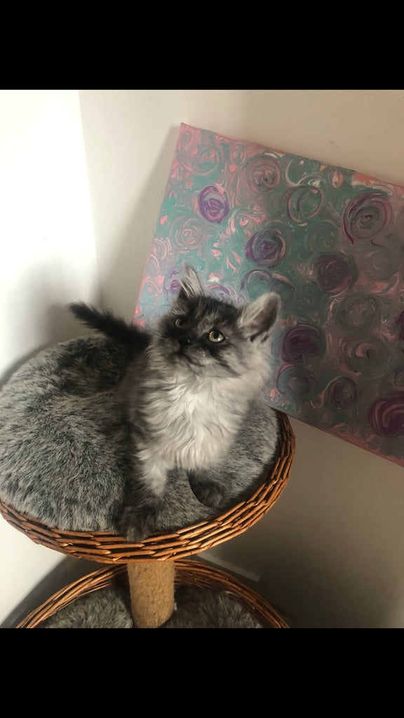 Norweigan Forest Kittens
