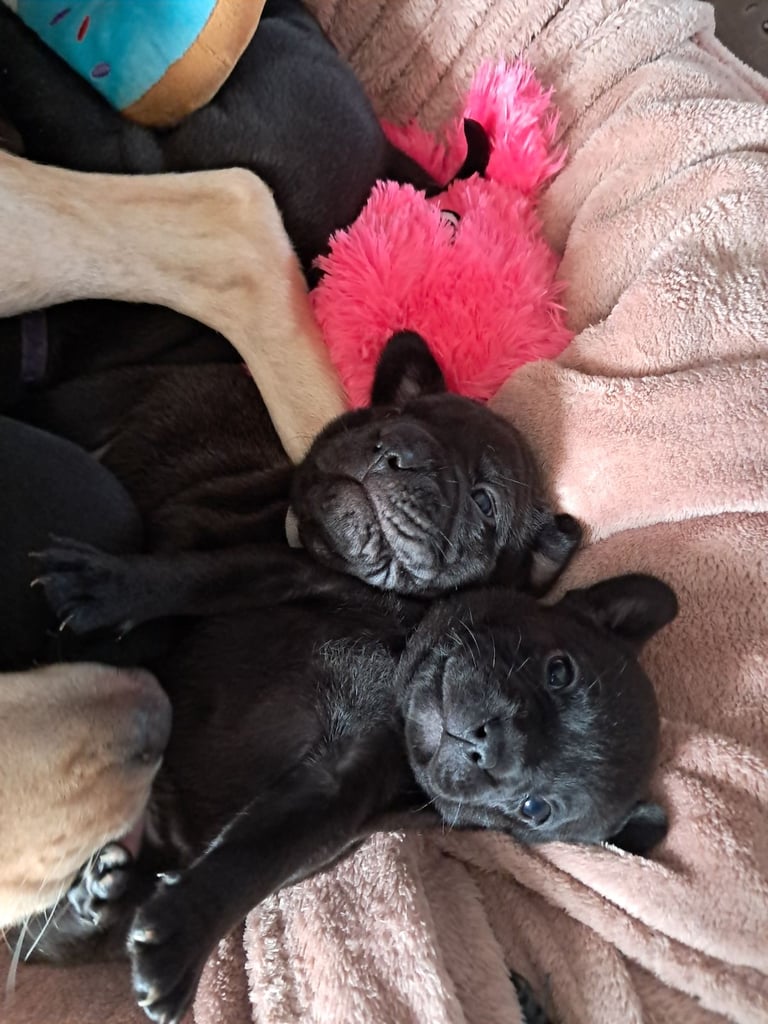 Frenchbulldog cross puppies 5 left 