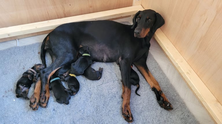 *all gone* Stunning KC reg Dobermann puppies 