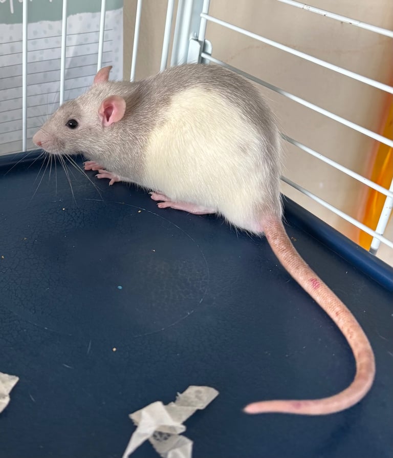 Brand New Rat Cage & 4 male rats (8 weeks old)