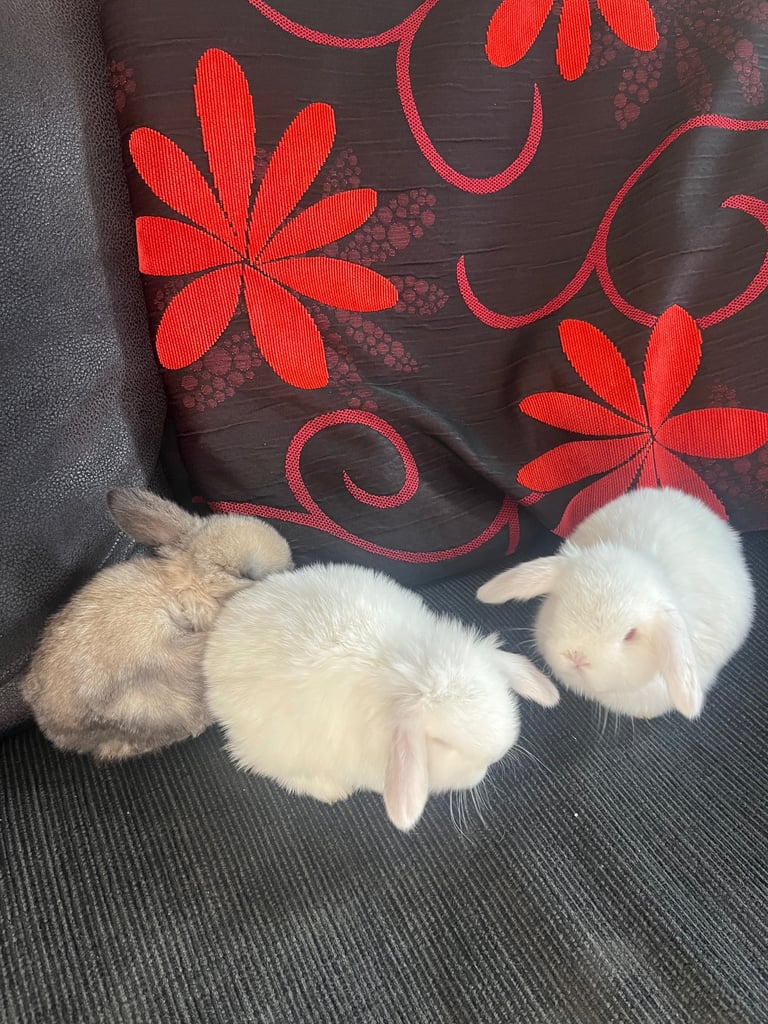 Mini lop Bunny Rabbits