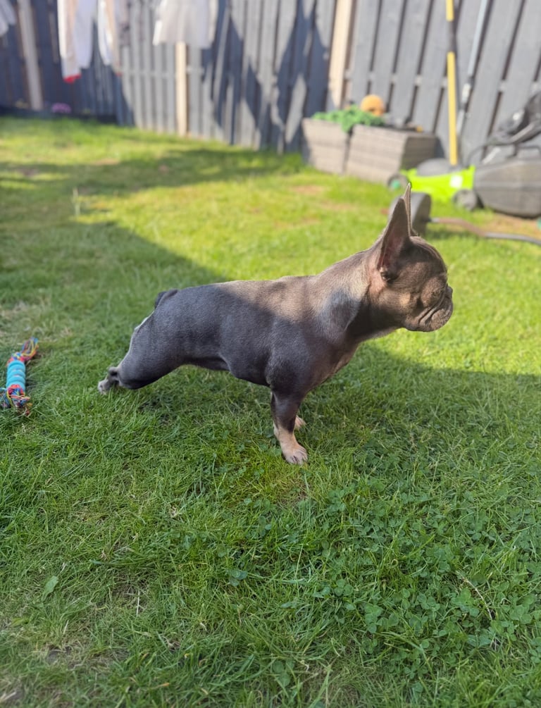 French Bulldog