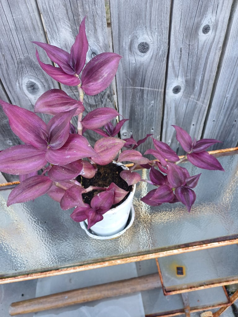 image for Rare Tradescantia  Dark Disere.Indoor Plant 