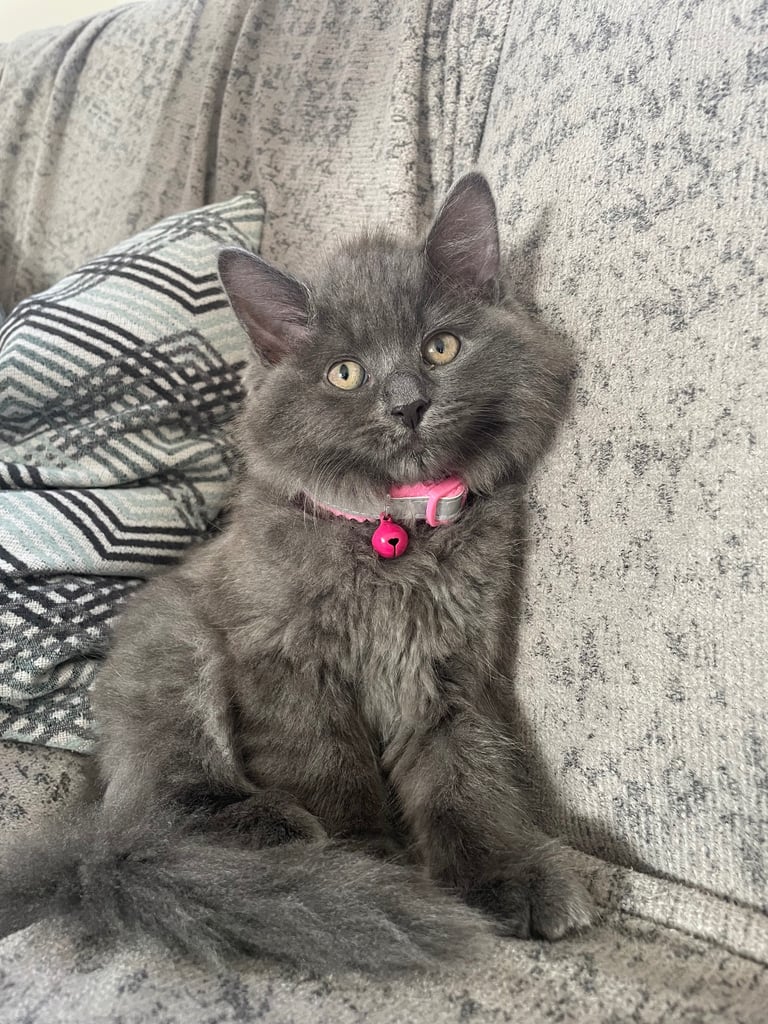 Female Russian long haired kitten 4 months old 