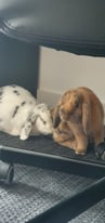 2 X Bonded, Neutered 1 year old mini lop bunnies