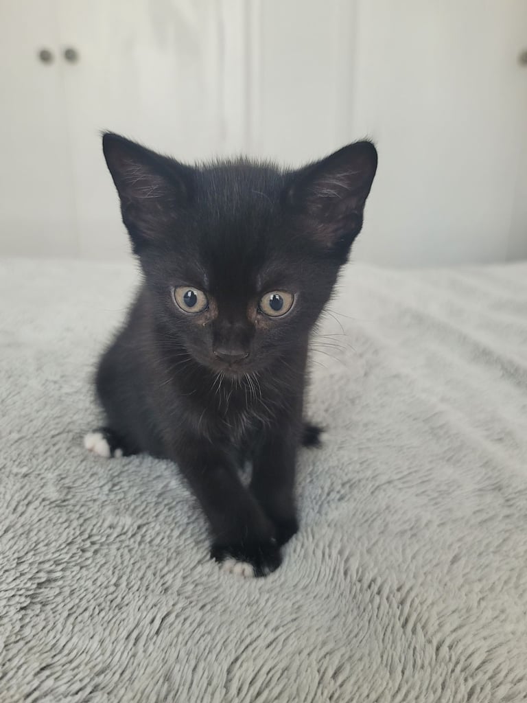 2 Beautiful Kittens for sale