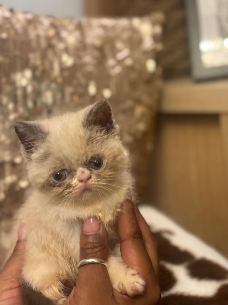 Persian Kittens For Sale