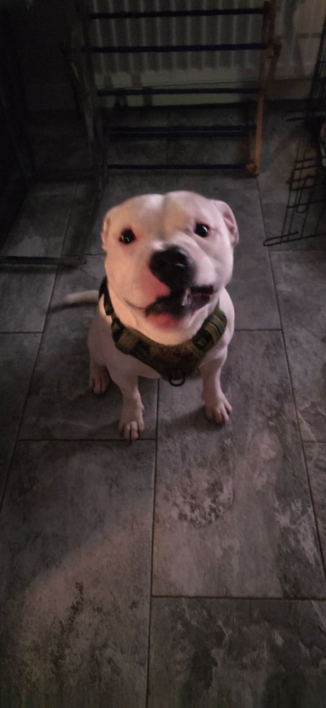 Male Staffy Needs a loving Home 