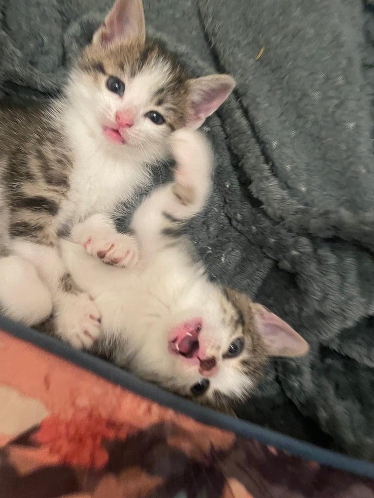 Cute tabby kittens, litter trained, male & female 