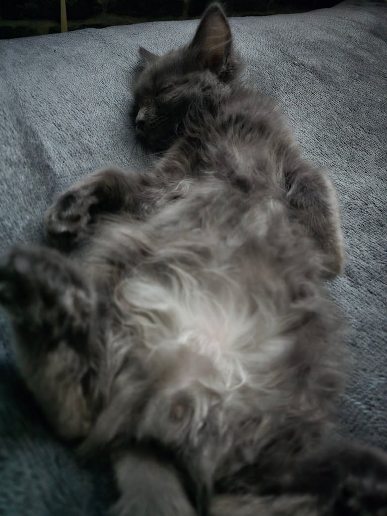 Unquie Ragdoll kittens 